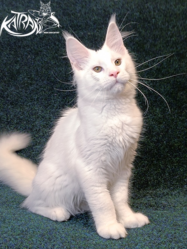 Katran Jazz - Kitten maine-coon 4 months 3 weeks