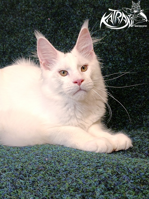 Katran Jazz - Kitten maine-coon 4 months 3 weeks