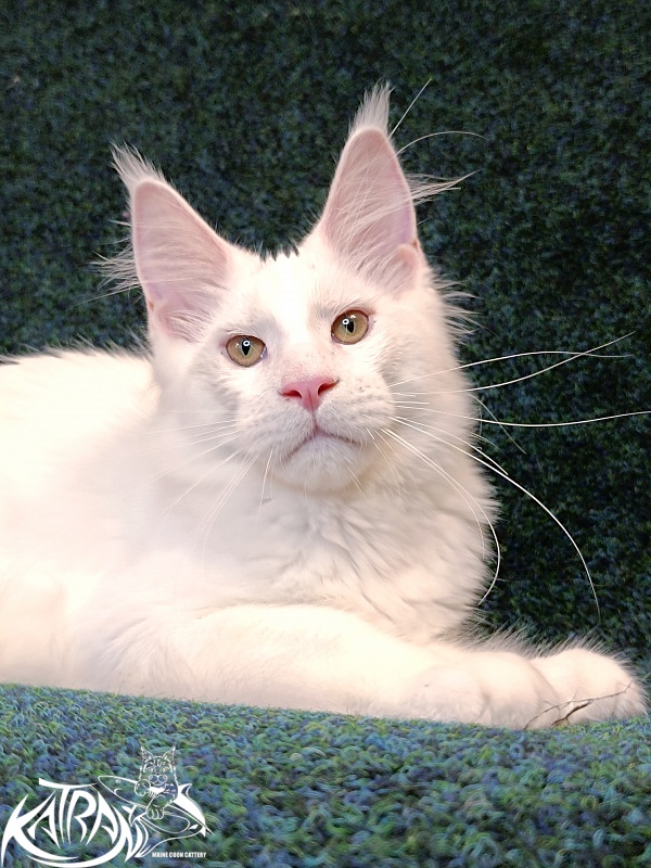 Katran Jazz - Kitten maine-coon 4 months 3 weeks