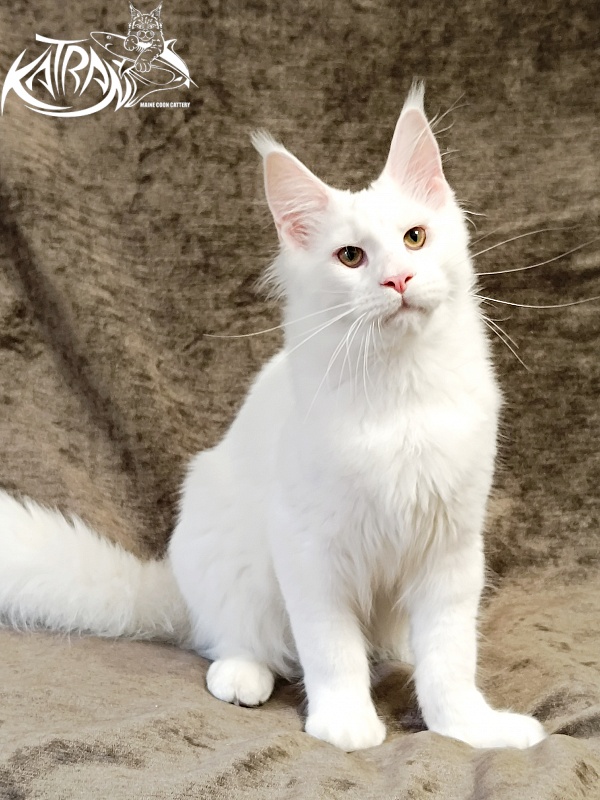 Katran Jazz - Kitten maine-coon 5 months 3 weeks