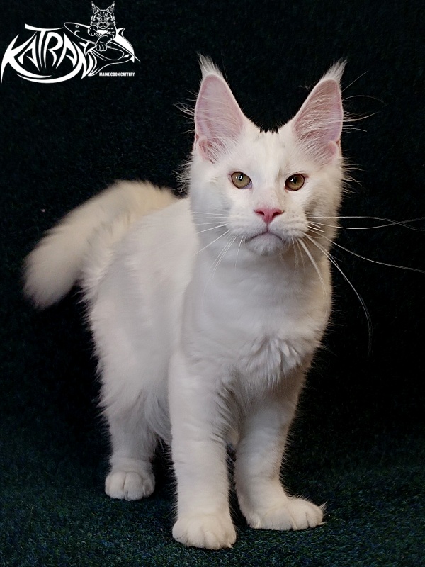 Katran Jazz - Kitten maine-coon 4 months 3 weeks