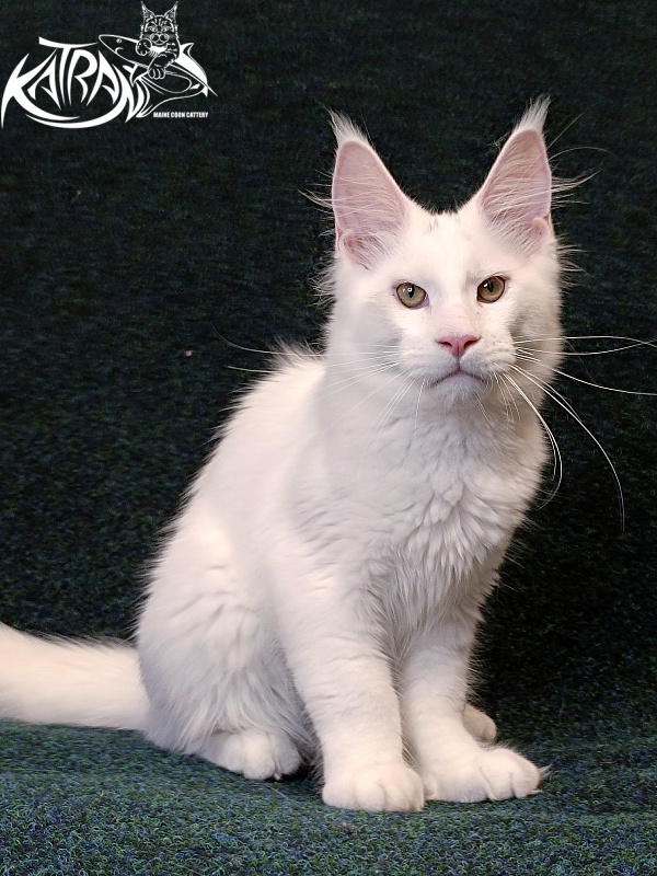 Katran Jazz - Kitten maine-coon 4 months 3 weeks