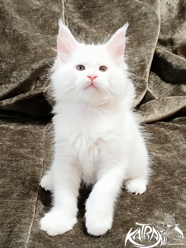 Katran Jazz - Kitten maine-coon 1 month 2 weeks