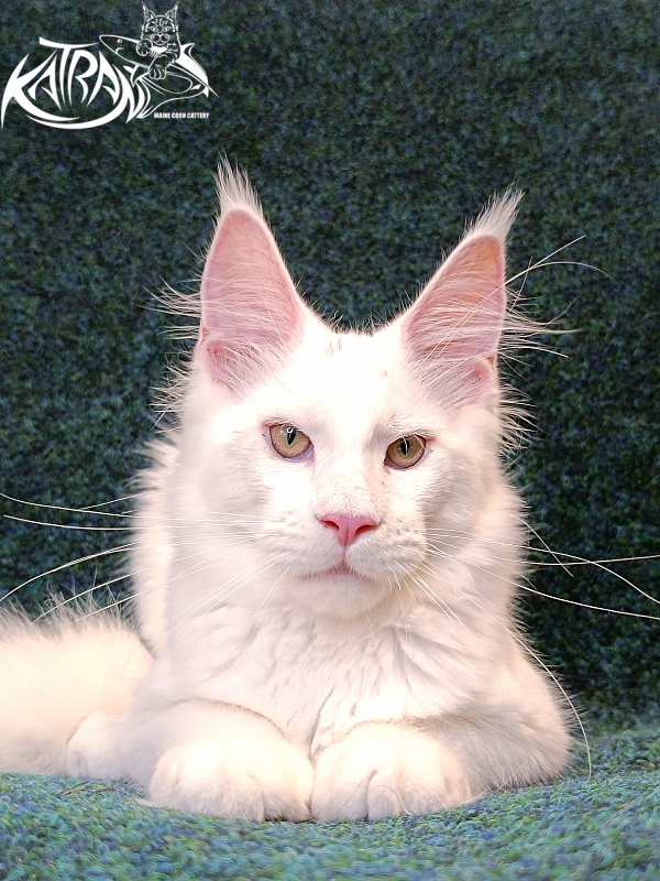 Katran Jazz - Kitten maine-coon 4 months 3 weeks