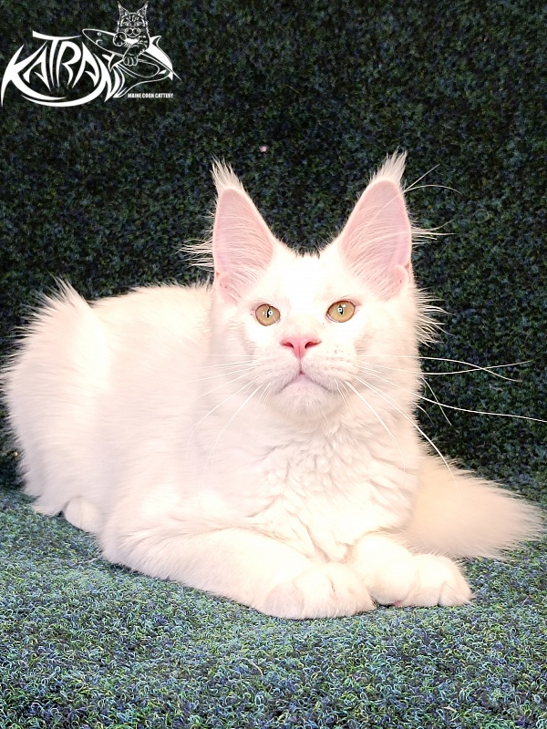 Katran Jazz - Kitten maine-coon 4 months 3 weeks