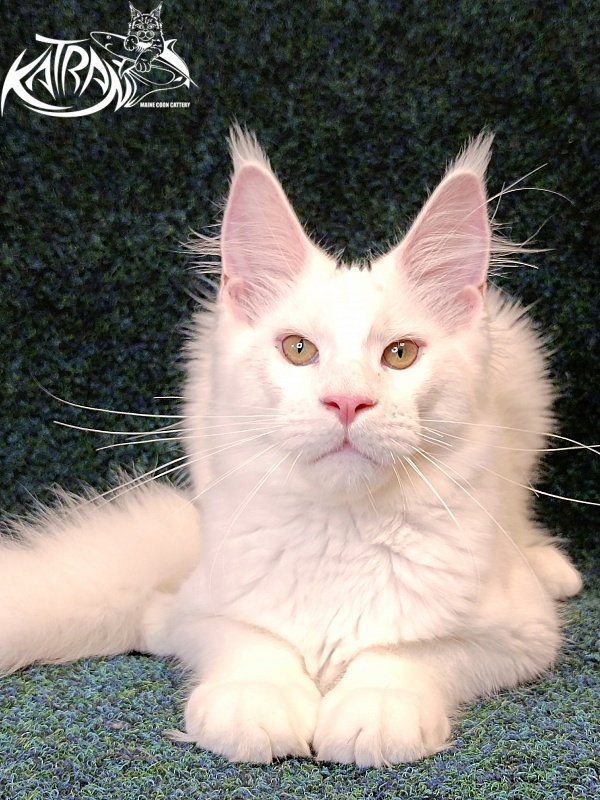 Katran Jazz - Kitten maine-coon 4 months 3 weeks