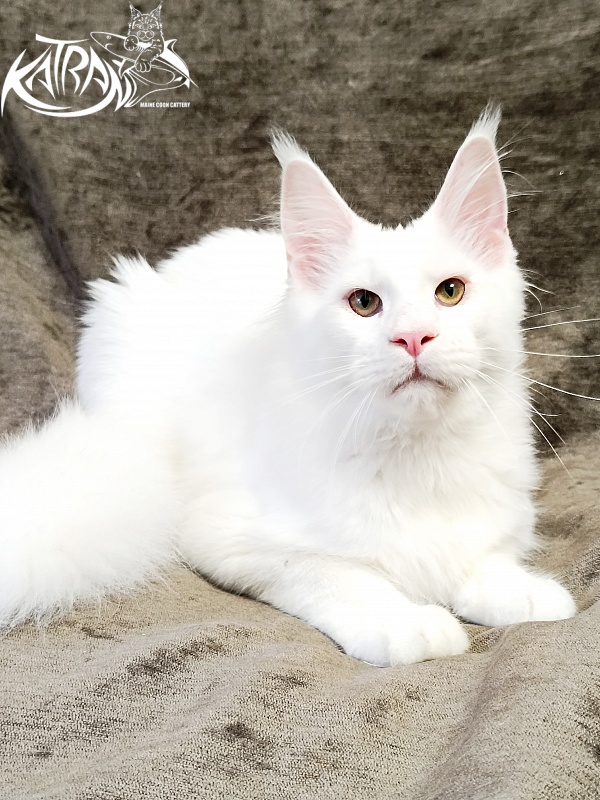 Katran Jazz - Kitten maine-coon 5 months 3 weeks