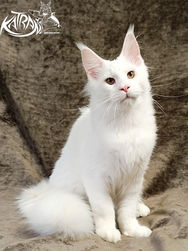 Katran Jazz - Kitten maine-coon 5 months 3 weeks