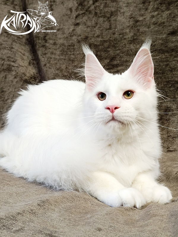 Katran Jazz - Kitten maine-coon 5 months 3 weeks
