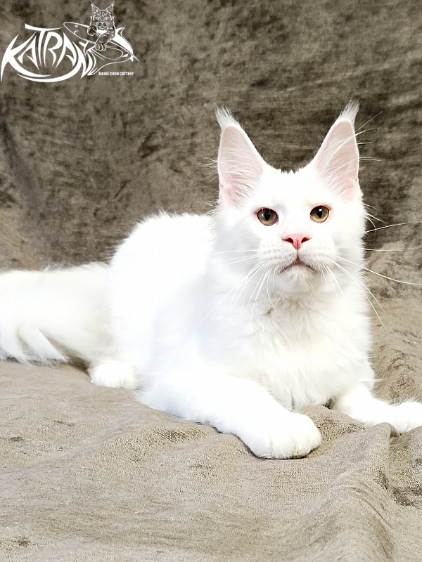 Katran Jazz - Kitten maine-coon 5 months 3 weeks