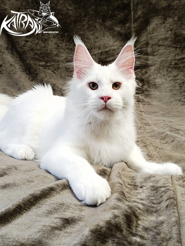 Katran Jazz - Kitten maine-coon 5 months 3 weeks