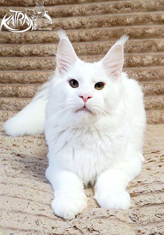 Katran Jazz - Junior maine-coon 7 months 1 week