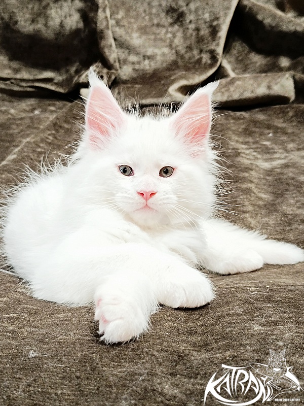 Katran Jazz - Kitten maine-coon 1 month 2 weeks