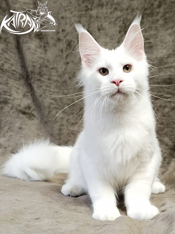 Katran Jazz - Kitten maine-coon 5 months 3 weeks
