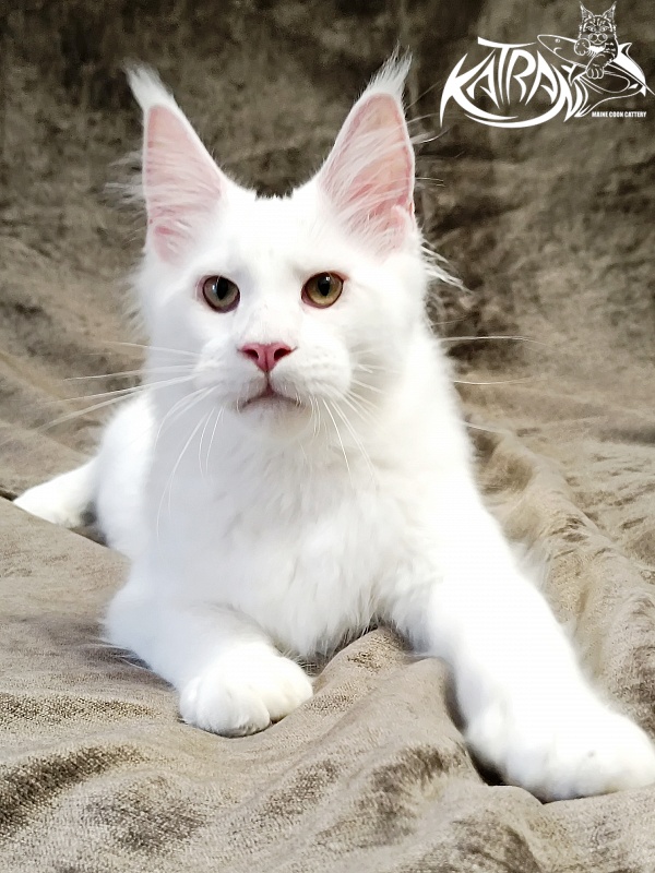 Katran Jazz - Kitten maine-coon 5 months 3 weeks