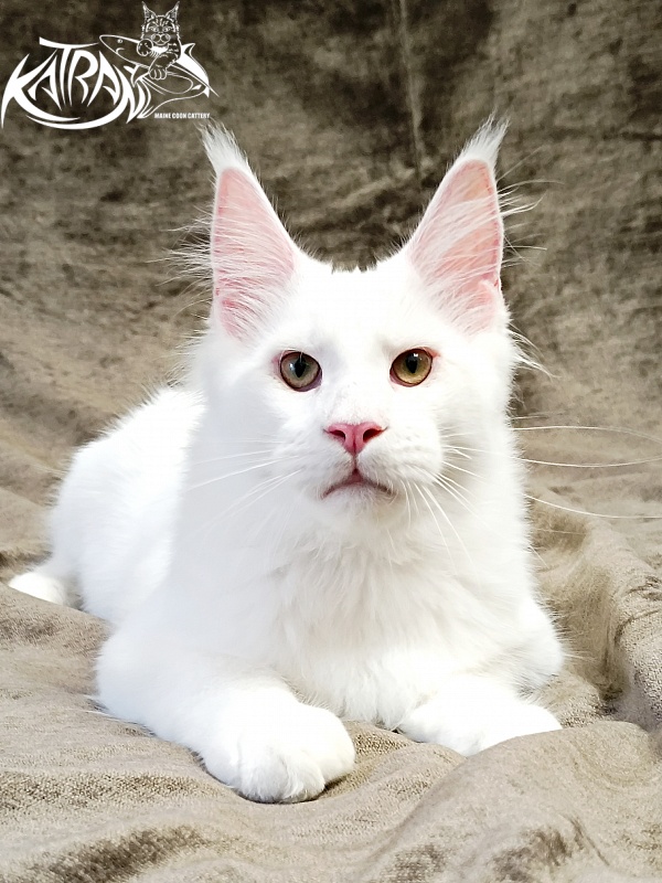 Katran Jazz - Kitten maine-coon 5 months 3 weeks