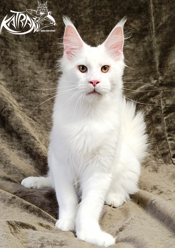 Katran Jazz - Kitten maine-coon 5 months 3 weeks