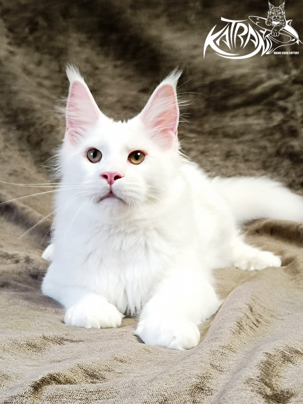 Katran Jazz - Kitten maine-coon 5 months 3 weeks