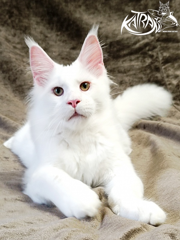 Katran Jazz - Kitten maine-coon 5 months 3 weeks