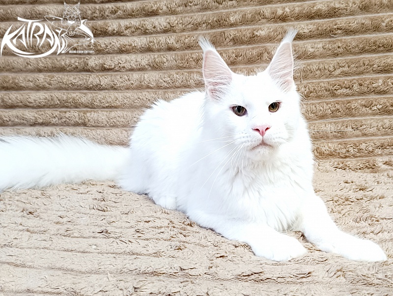 Katran Jazz - Junior maine-coon 7 months 1 week