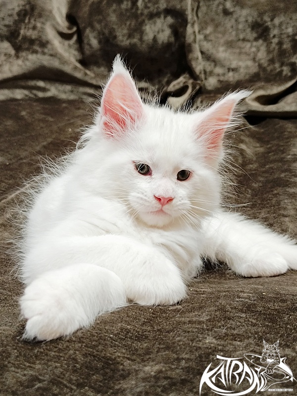 Katran Jazz - Kitten maine-coon 1 month 2 weeks