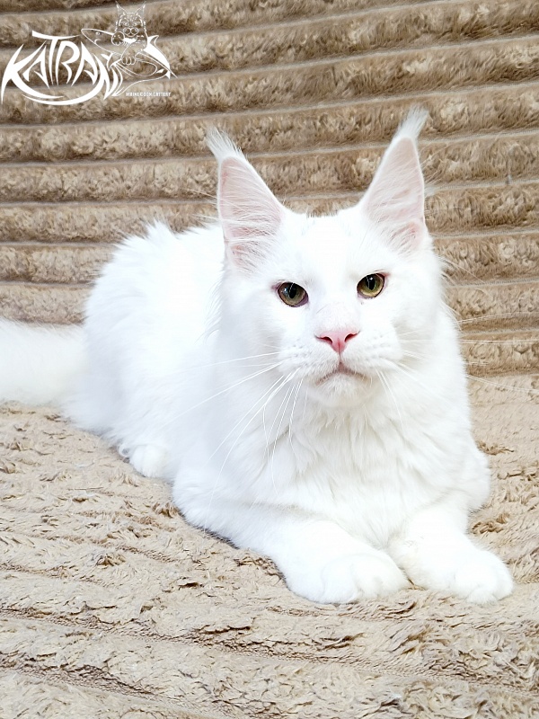 Katran Jazz - Junior maine-coon 7 months 1 week