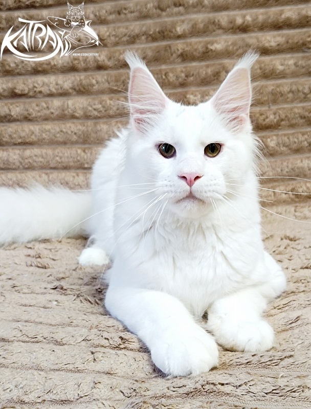 Katran Jazz - Junior maine-coon 7 months 1 week