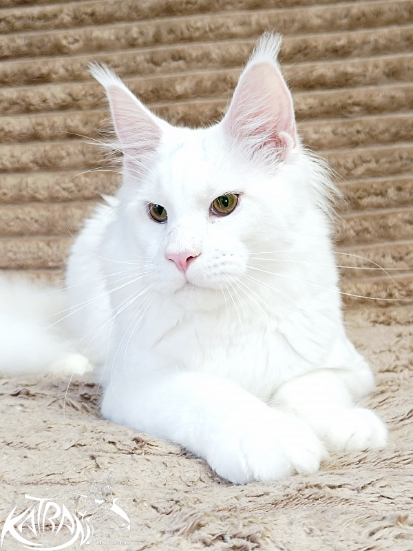 Katran Jazz - Junior maine-coon 7 months 1 week