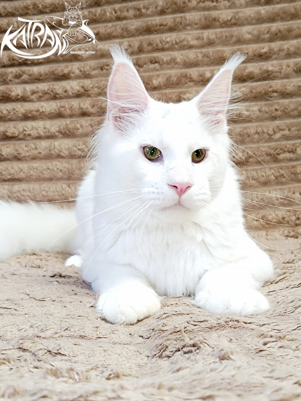 Katran Jazz - Junior maine-coon 7 months 1 week