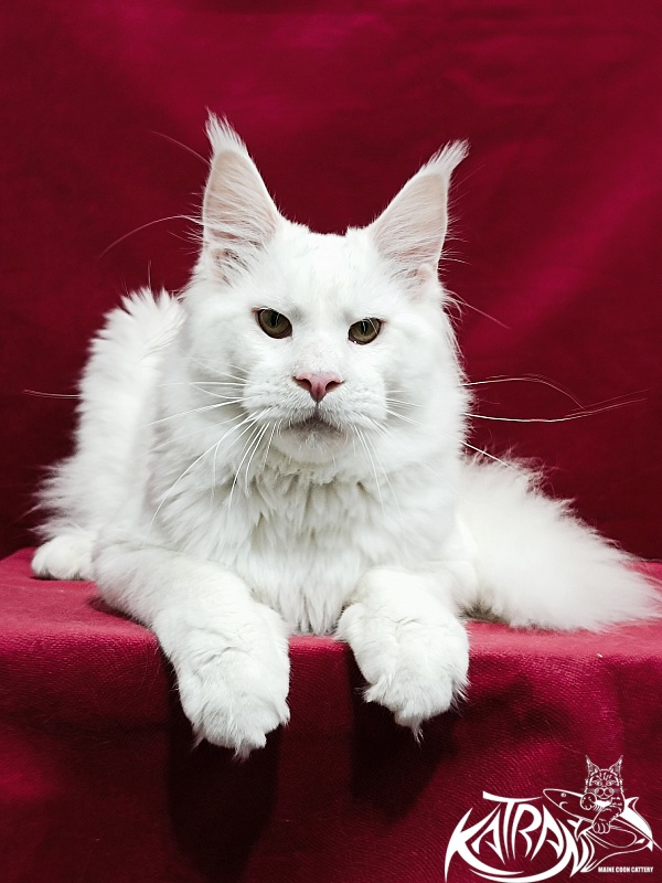 Katran Jazz - Junior maine-coon 8.5 months