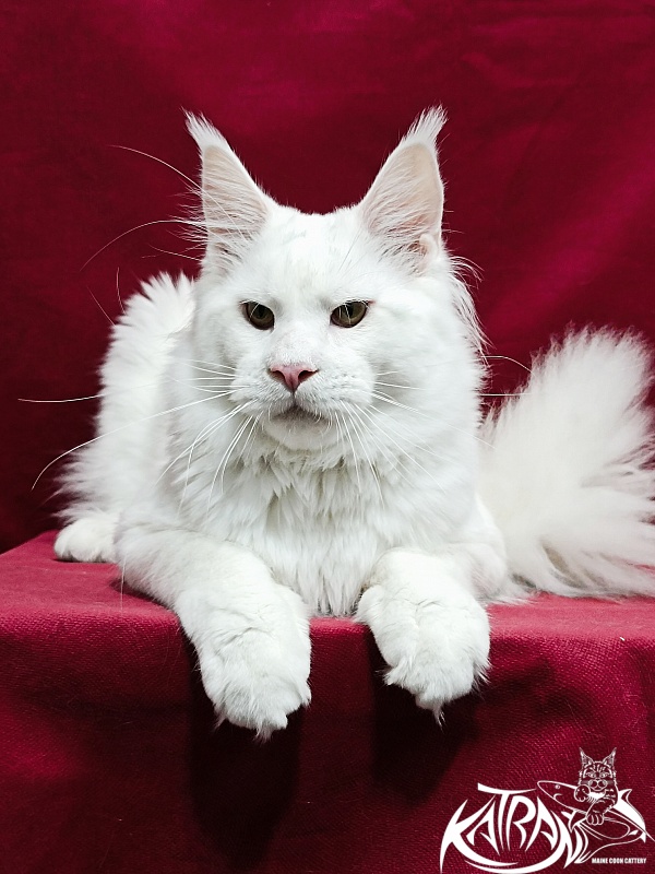 Katran Jazz - Junior maine-coon 8.5 months