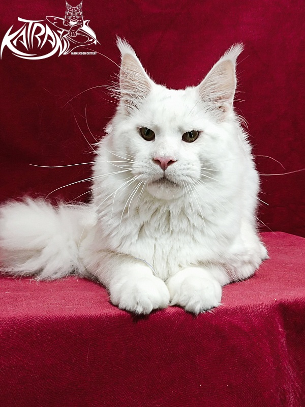 Katran Jazz - Junior maine-coon 8.5 months