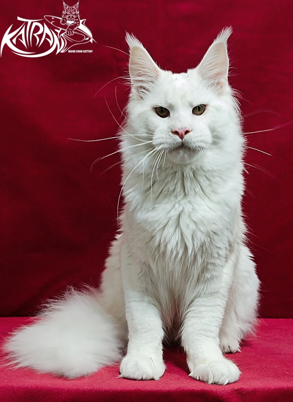 Katran Jazz - Junior maine-coon 8.5 months