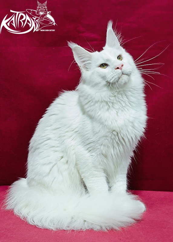 Katran Jazz - Junior maine-coon 8.5 months
