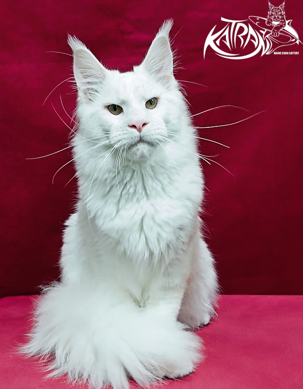 Katran Jazz - Junior maine-coon 8.5 months