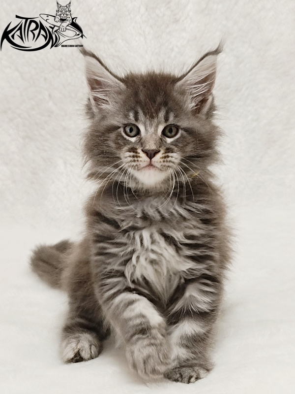 Katran Julian - Кошеня мейн-кун 1 місяць 2 тижні