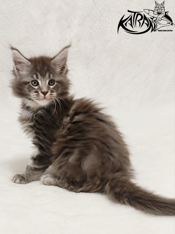 Katran Julian - Кошеня мейн-кун 1 місяць 2 тижні