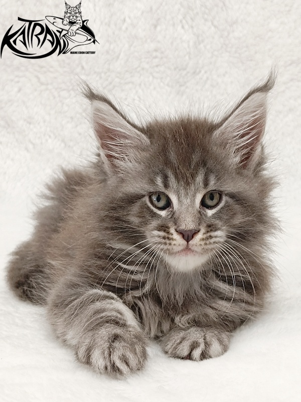 Katran Julian - Кошеня мейн-кун 1 місяць 2 тижні
