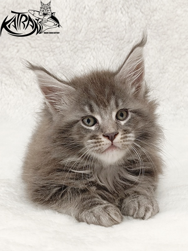 Katran Julian - Кошеня мейн-кун 1 місяць 2 тижні