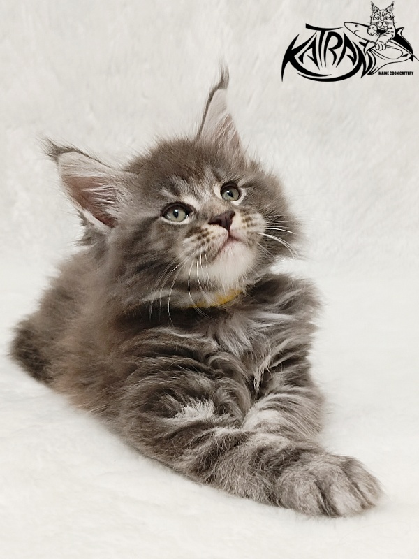Katran Julian - Кошеня мейн-кун 1 місяць 2 тижні