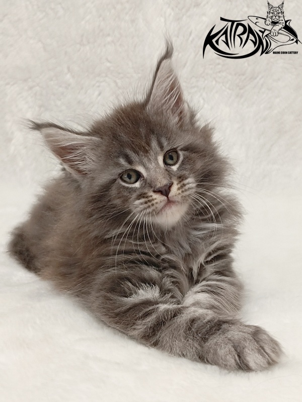 Katran Julian - Кошеня мейн-кун 1 місяць 2 тижні