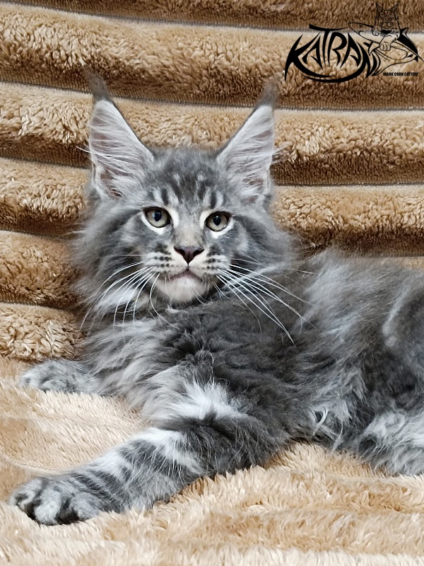 Katran Julian - Кошеня мейн-кун 2 місяця 1 тиждень