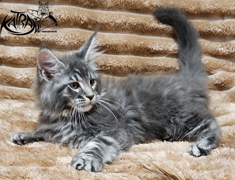 Katran Julian - Кошеня мейн-кун 2 місяця 1 тиждень