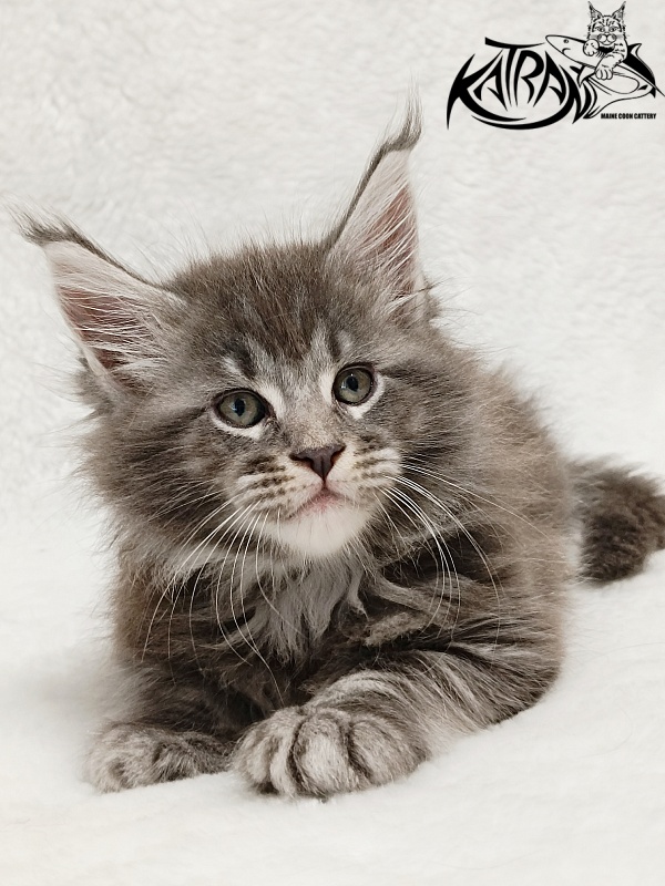 Katran Julian - Кошеня мейн-кун 1 місяць 2 тижні