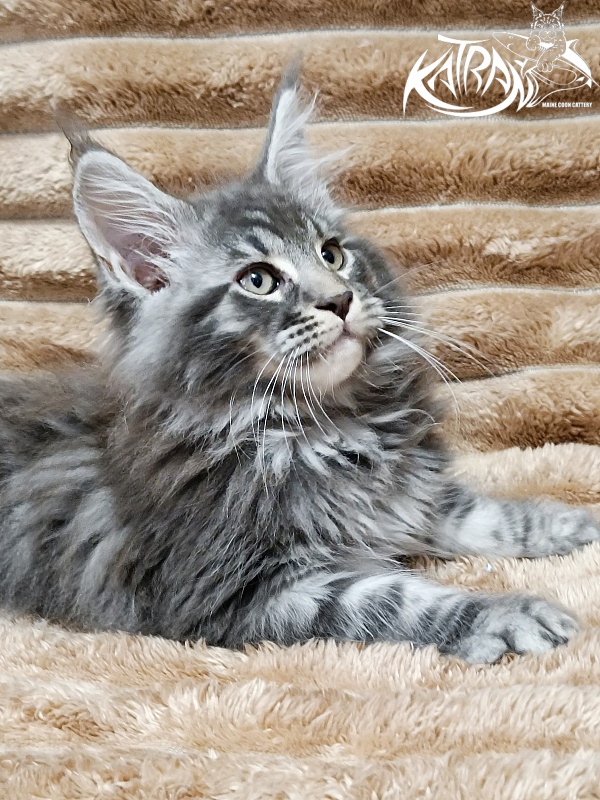 Katran Julian - Кошеня мейн-кун 2 місяця 1 тиждень