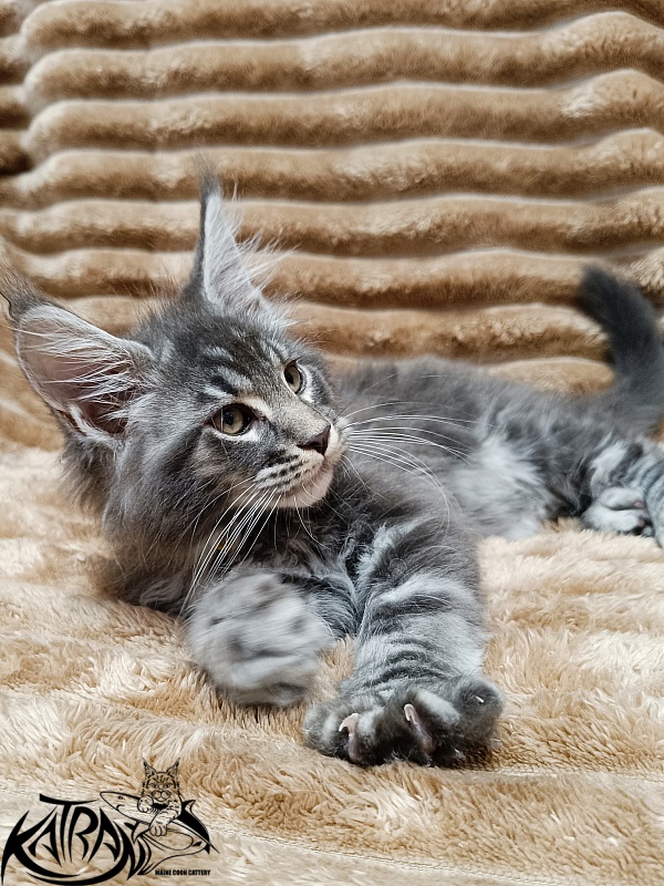 Katran Julian - Кошеня мейн-кун 2 місяця 1 тиждень