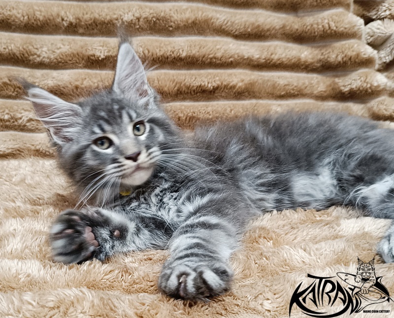 Katran Julian - Кошеня мейн-кун 2 місяця 1 тиждень