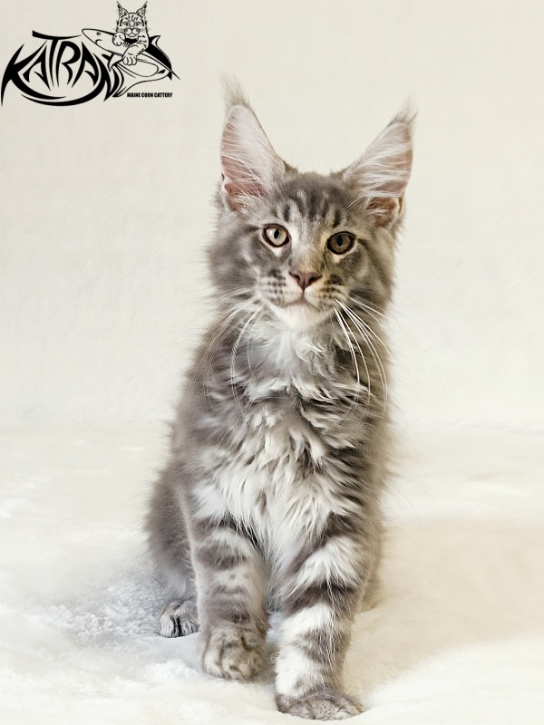 Katran Julian - Кошеня мейн-кун 3 місяця