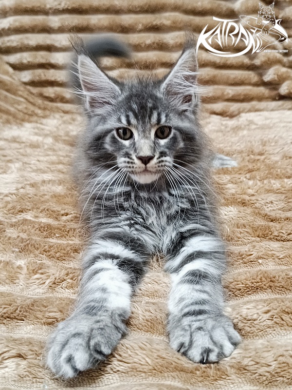 Katran Julian - Кошеня мейн-кун 2 місяця 1 тиждень