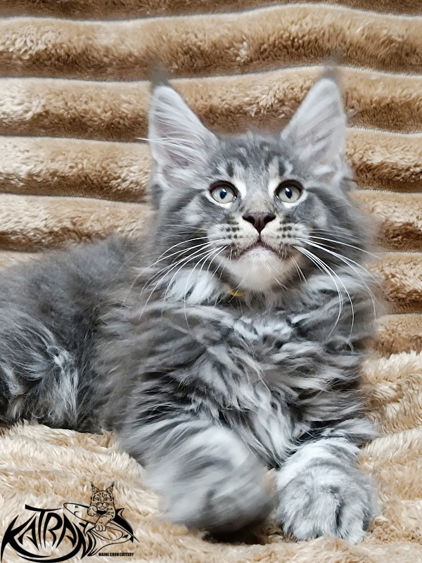 Katran Julian - Кошеня мейн-кун 2 місяця 1 тиждень